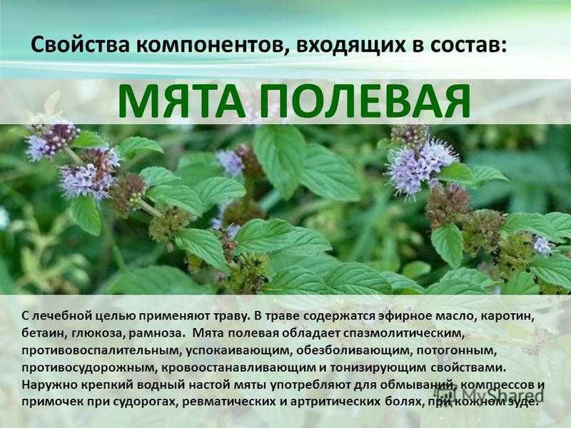 Трава мята лечебные свойства и противопоказания для человека
