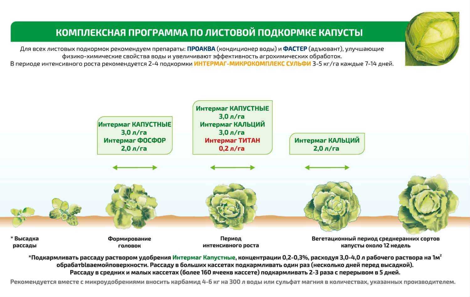 Пекинская капуста на даче и огороде: посадка и уход