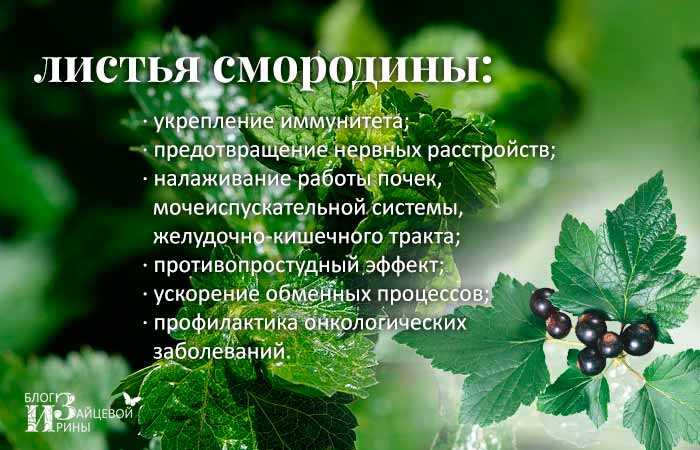5 рецептов целебного чая из листьев смородины