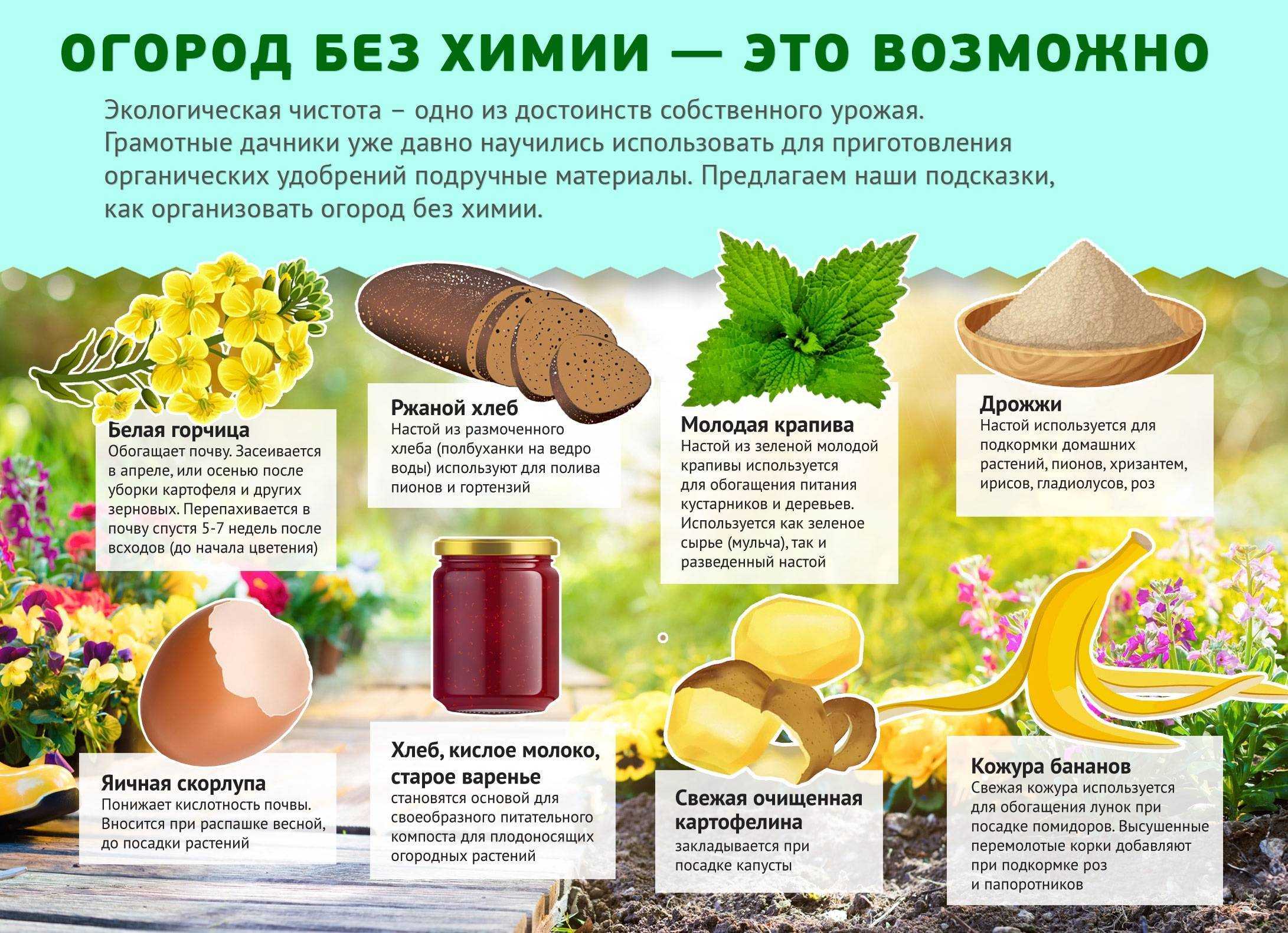 Чем подкормить капусту: какие удобрения вносить, что повысит урожай капусты