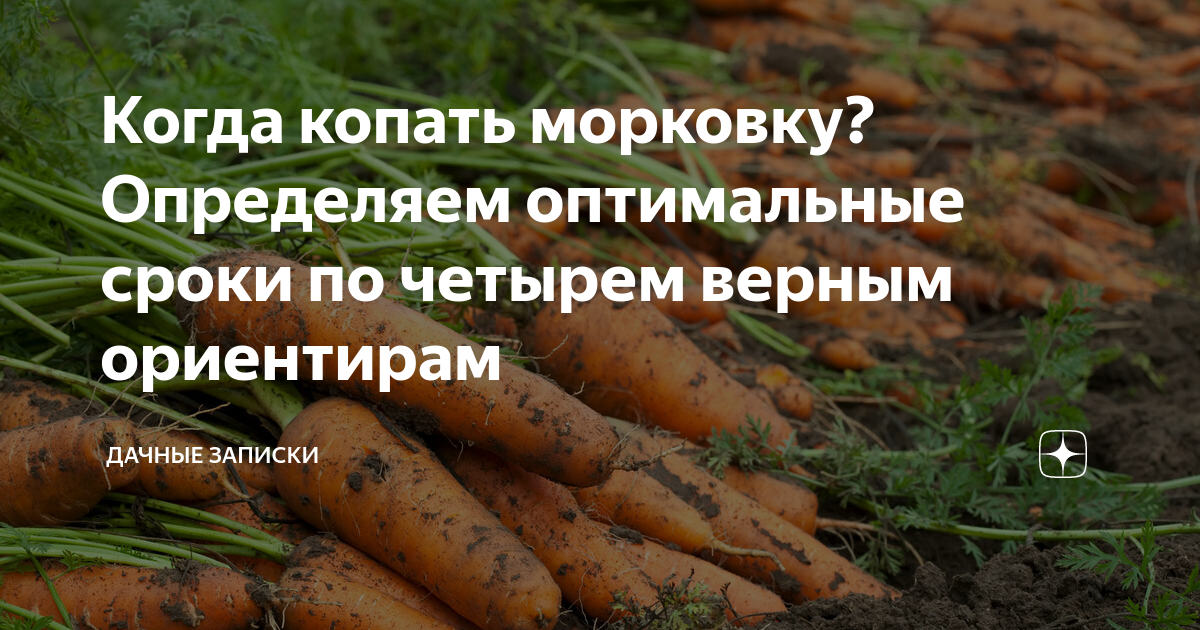 Когда сбор морковки