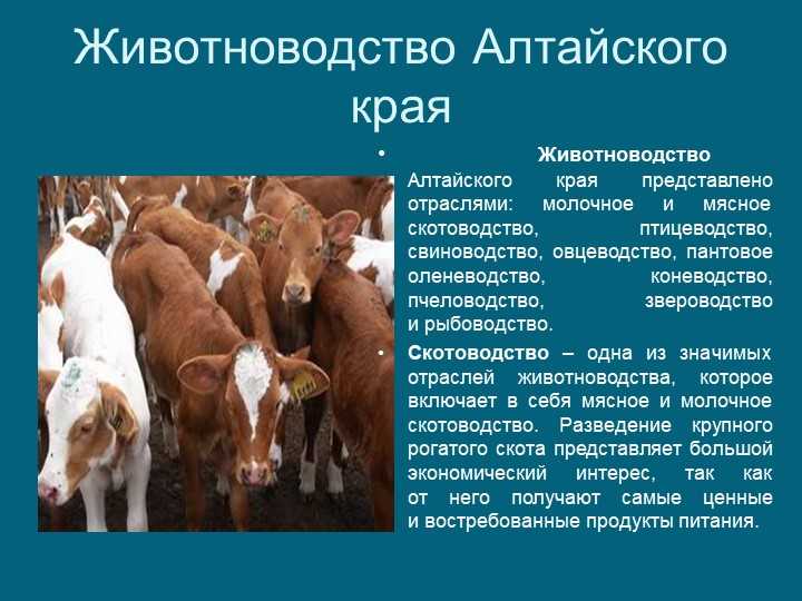 Экодельки, метанайзер и мобильное приложение для сортировки пластика - lookbio organic & beauty weekly