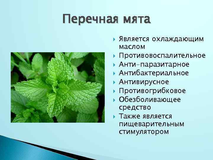 Мята трава лечебные свойства, изучение пользы и вреда