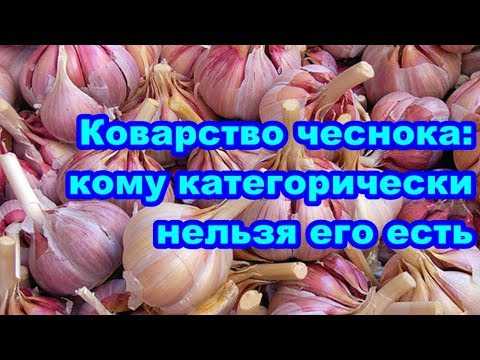 Польза чеснока вареного, жареного и сушеного, его вред для здоровья