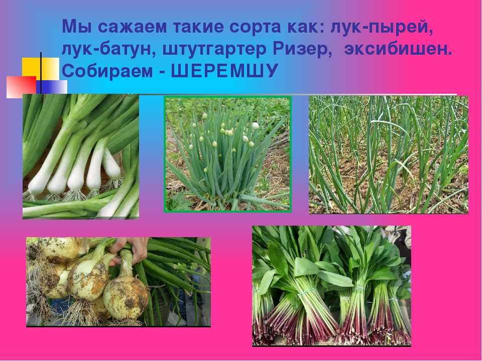 Лук батун: выращивание из семян, посадка и уход в открытом грунте