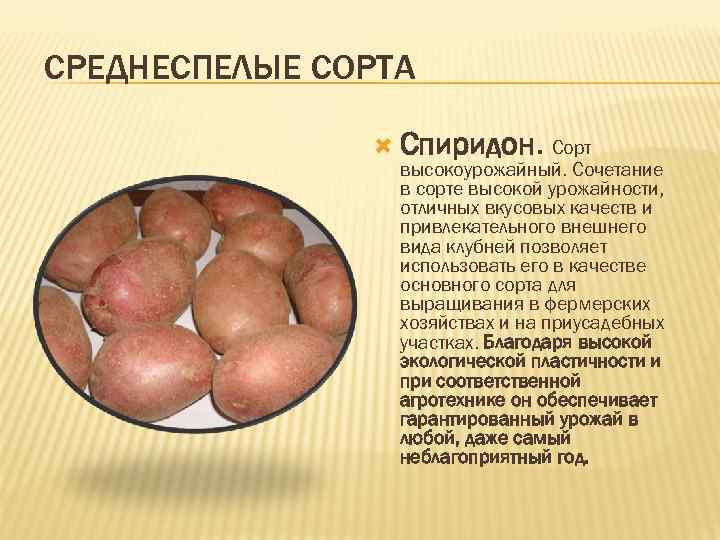 Томат спиридон: характеристика и описание гибридного сорта с фото