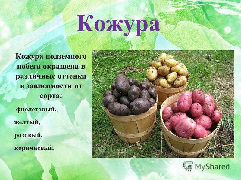 Сорта кормового картофеля для животных с характеристиками