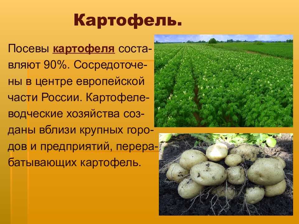 История привоза картофеля петром 1 в россию