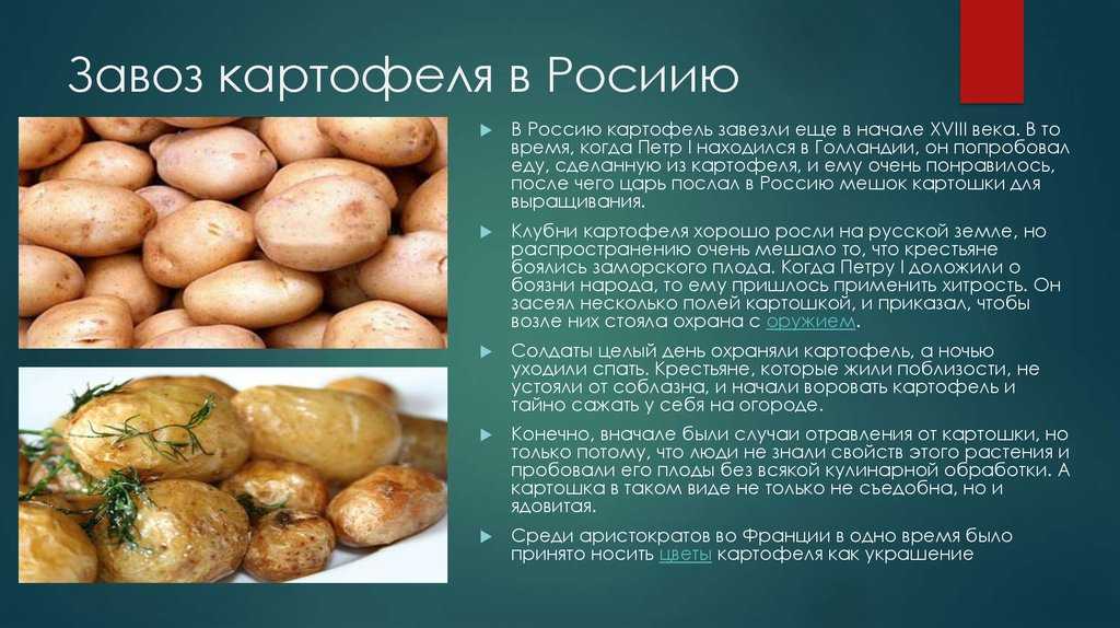 Откуда завезли картофель в россию при петре