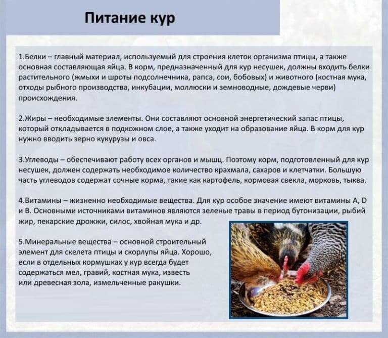 Чем кормить кур зимой