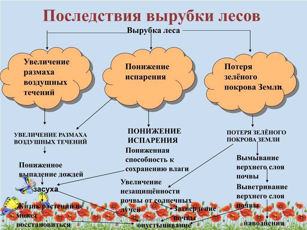 Обезлесение: что это такое, причины, проблемы, последствия
