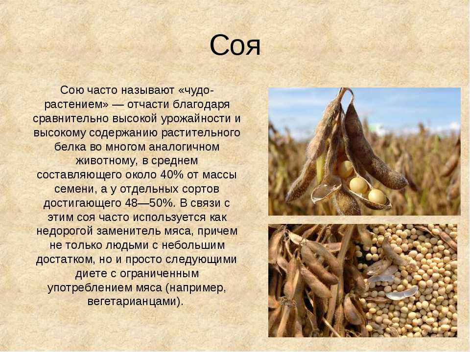 Соя – состав и калорийность, польза и вред