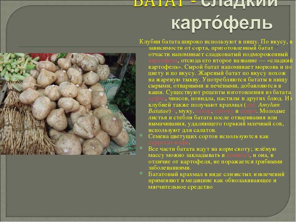 Батат - растение, которое может выращиваться как в декоративных целях, так и в кормовых В статье будут даны фото и описание всех популярных сортов сладкого картофеля: Сумо, Бельву, Тайнунг 65, Бонита, Победа 100, Ред Кумара, Афганский белый