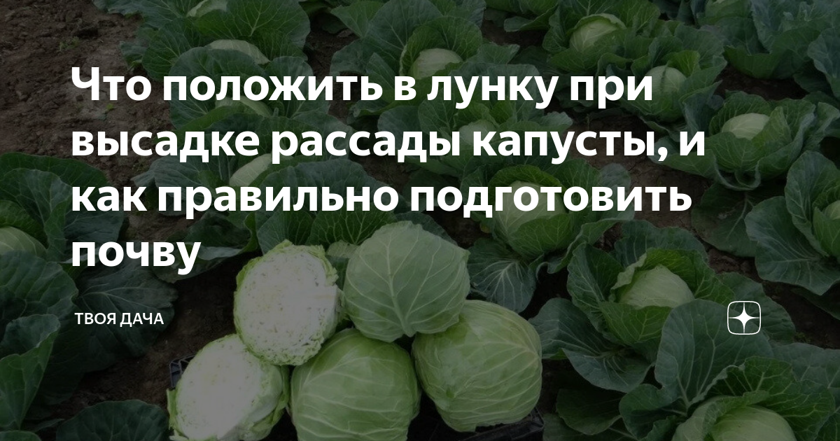 Чем можно подкормить капусту – варианты и способы обработки