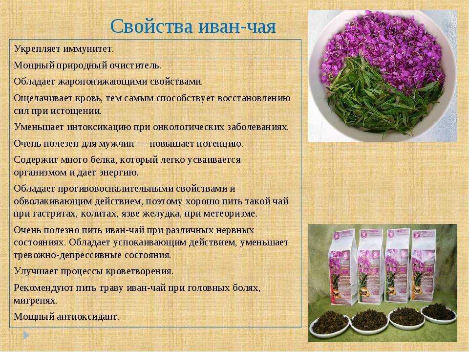 Иван-чай с шиповником: польза и противопоказания, беременным