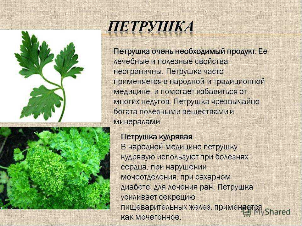 Рецепты с петрушкой для похудения. как заваривать и пить настой, отвар, чай