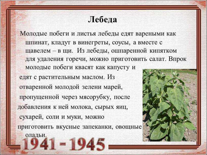 Суп из щавеля для ребенка 2 года. с какого возраста можно давать щавель ребенку и как сварить щавелевый суп для него? в каком виде давать