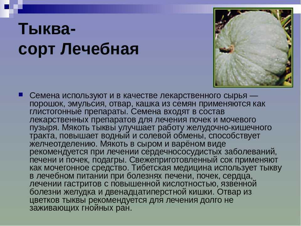 ​50  интересных фактов о тыкве — общенет