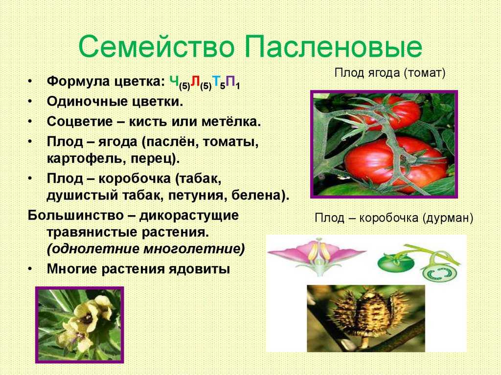 ᐉ растения семейства пасленовые: особенности выращивания, виды – плодовые и декоративные - roza-zanoza.ru
