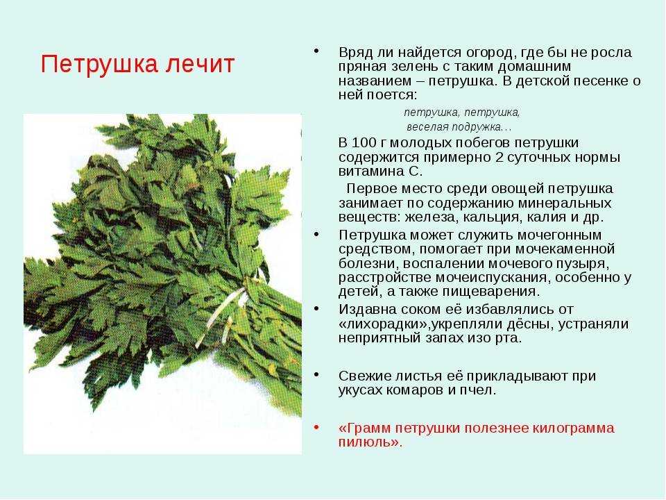 Петрушка – источник долголетия и семейного благополучия. ее полезные свойства