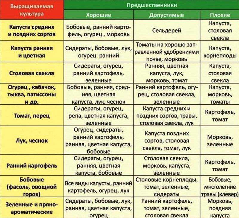 Морковь: после чего сеять на следующий год, после каких культур можно её сажать, а какие предшественники при посадке станут неблагоприятными, что сажать рядом