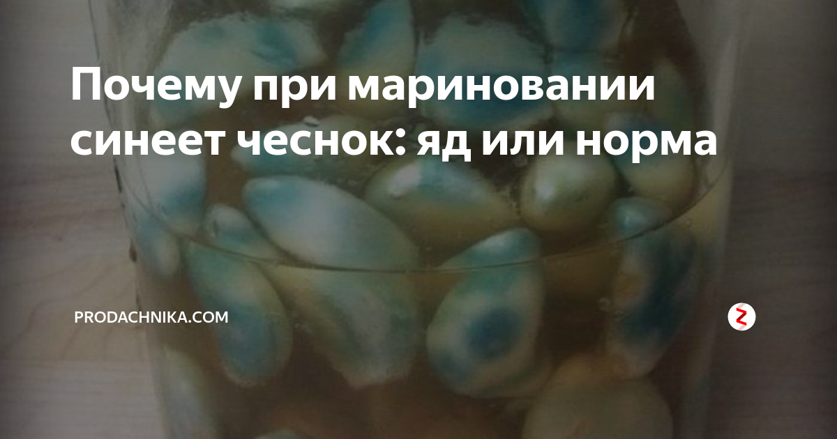 Почему чеснок синеет при мариновании или при жарке, не опасен ли он для здоровья То, что чеснок посинел, свидетельствует лишь о высоком содержании полезного вещества аллиина