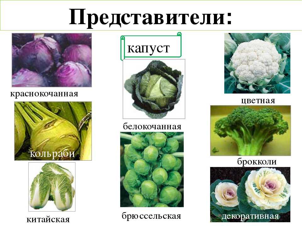 Интересные данные и факты о крестоцветных растениях | vivareit