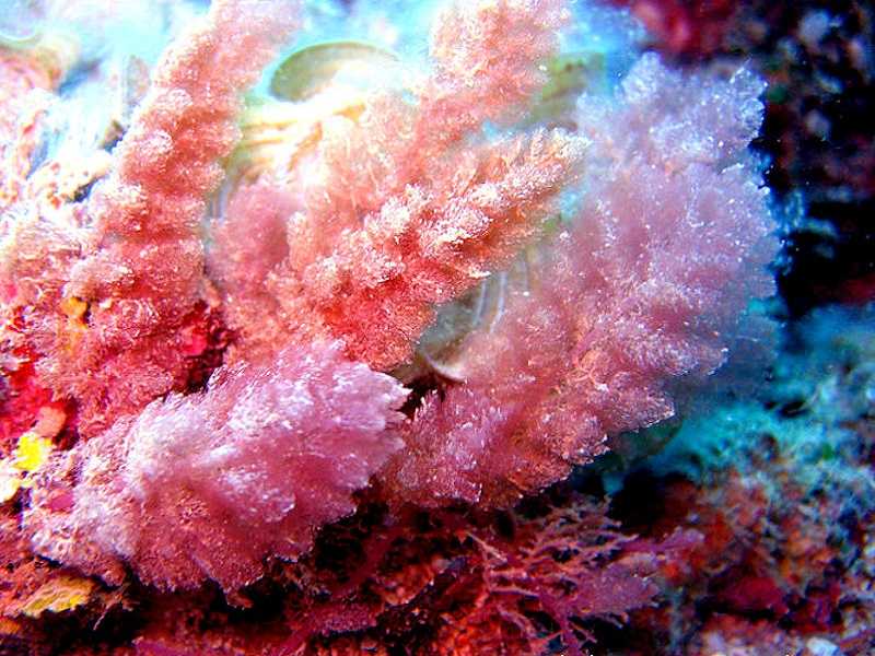 Морские водоросли: польза и вред, состав, рецепты