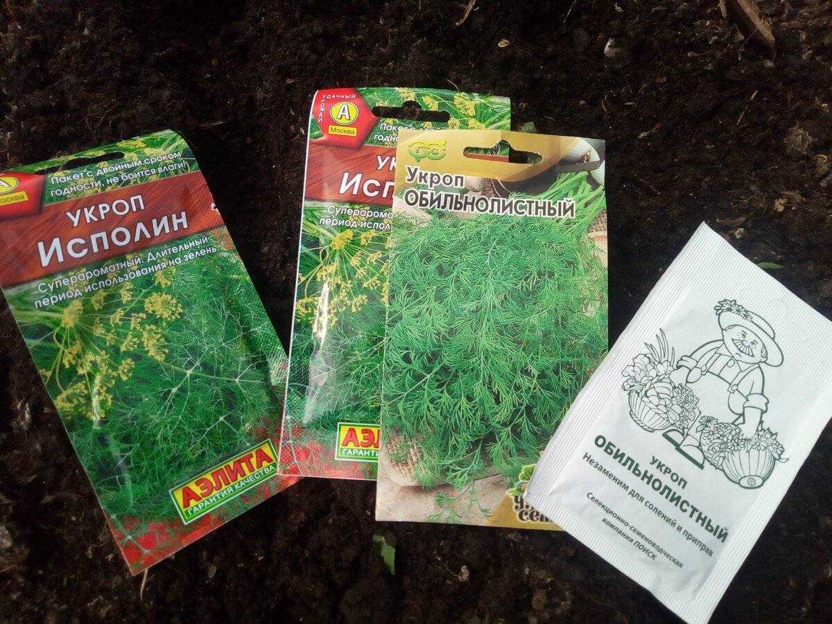 Выращивание укропа