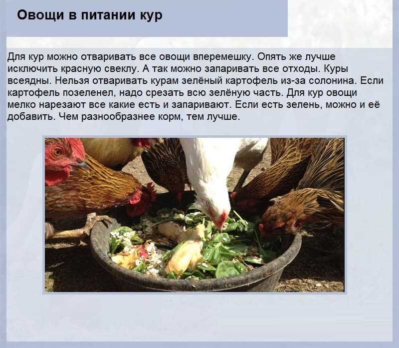 Куры и чеснок: правила кормления и преимущества