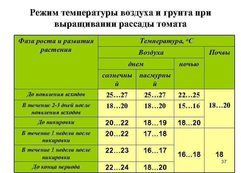 Боится ли рассада капусты ? заморозков: какую температуру выдерживает, при какой температуре может замерзнуть, что делать если подмерзла в открытом грунте | qlumba.com