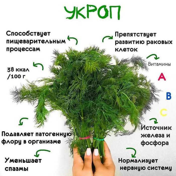 Семена укропа польза и вред как принимать отвар, настой, лечебные свойства для женщин, отзывы