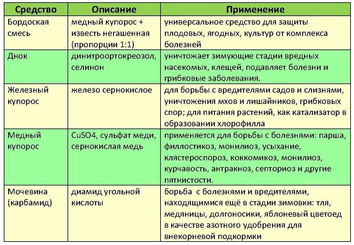 Тля на щавеле - чем обработать и как бороться