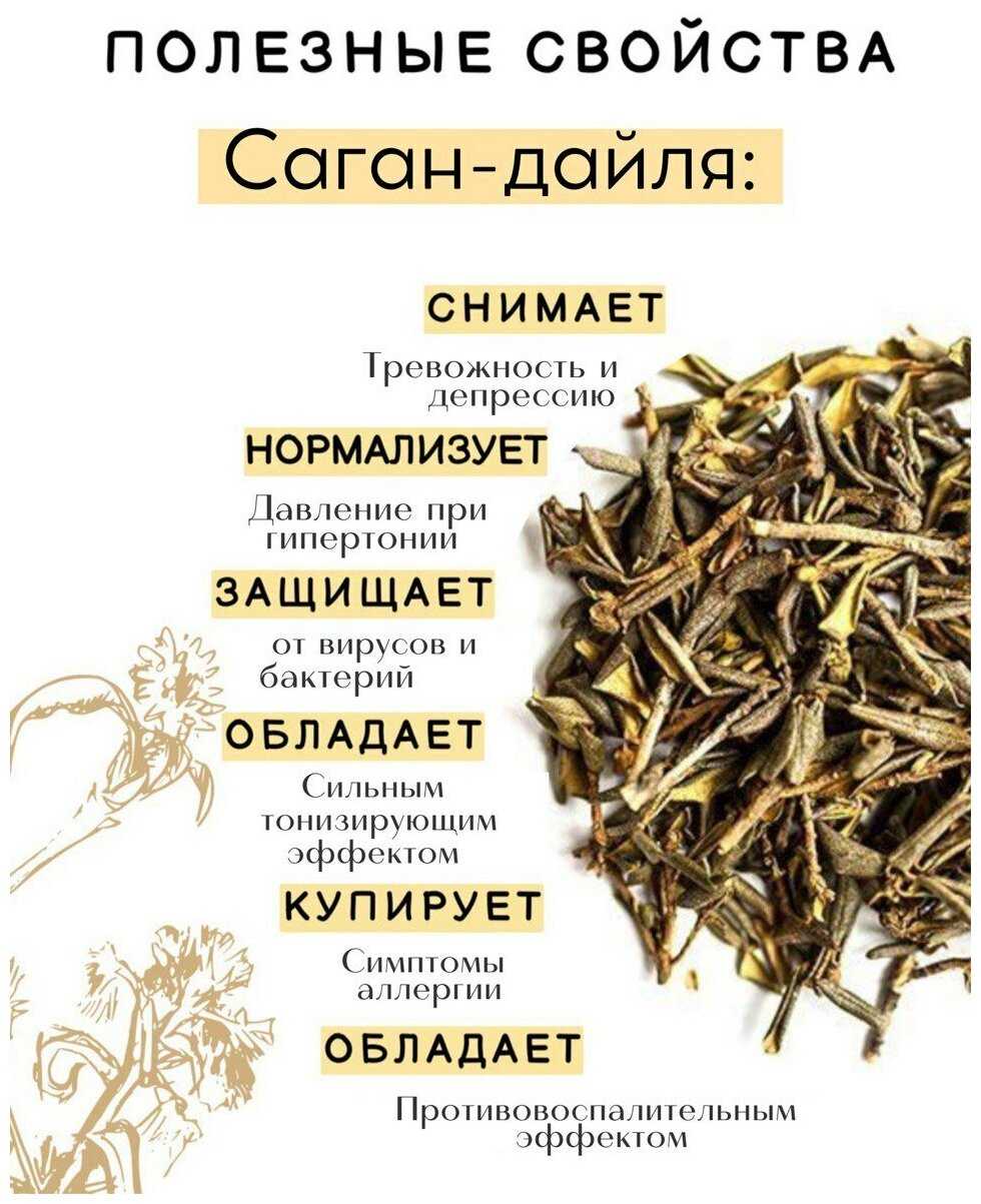 Пьем шаманскую траву саган дайля как целебный чай, продлевающий жизнь