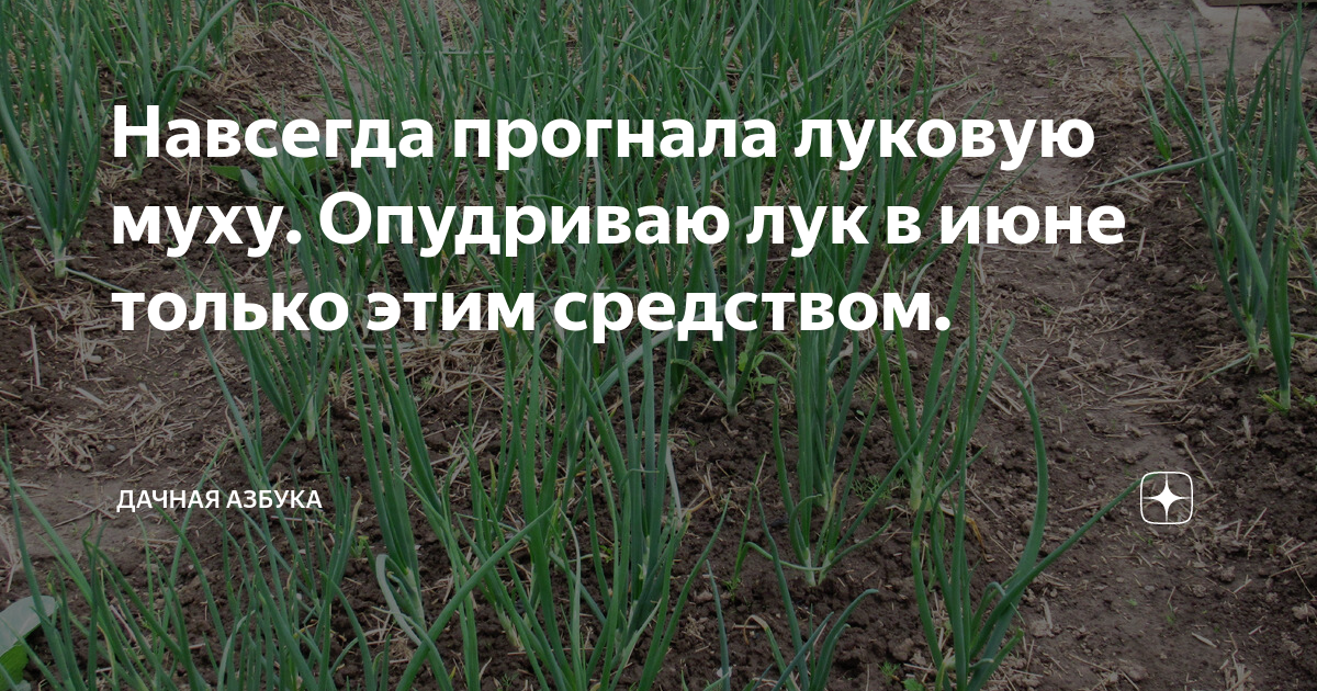 Обработка лука севка перед его посадкой солью, марганцовкой и фитоспорином пошагово с фото