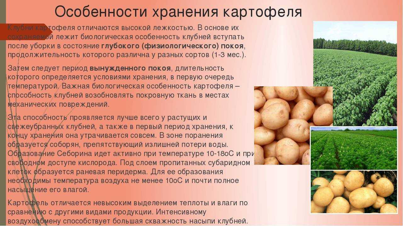 ᐉ сорт картофеля «удача» – описание и фото - roza-zanoza.ru