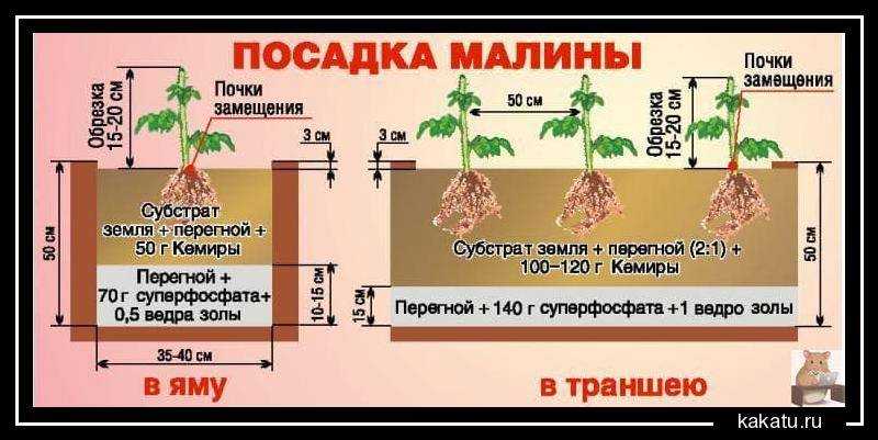 Когда и как правильно сажать щавель весной в открытый грунт