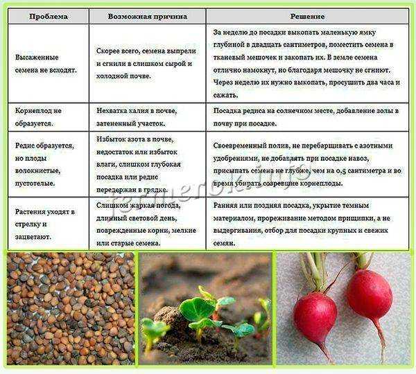 Редис – посадка и уход в открытом грунте, теплице и на подоконнике