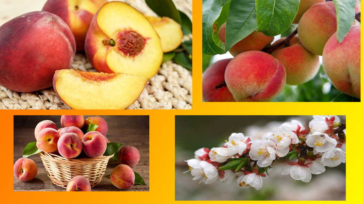 Персики - польза и вред для здоровья, применение при диетах и в косметике