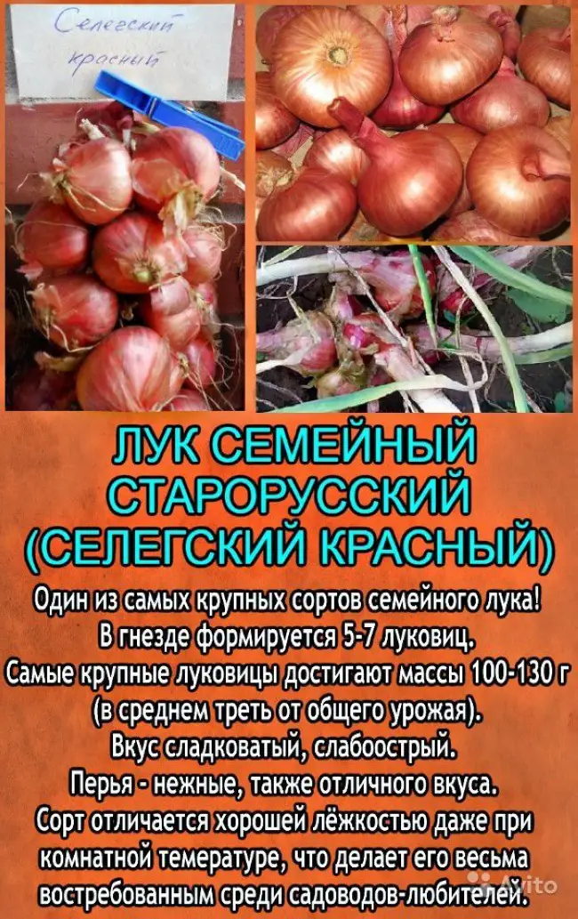 Лук-шалот – выращивание и уход в открытом грунте