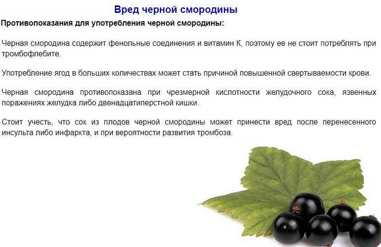 5 рецептов полезного чая из листьев смородины