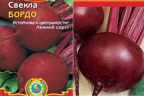 Свекла столовая бордо и бордо 237: описание сорта, посадка и уход, фото, отзывы