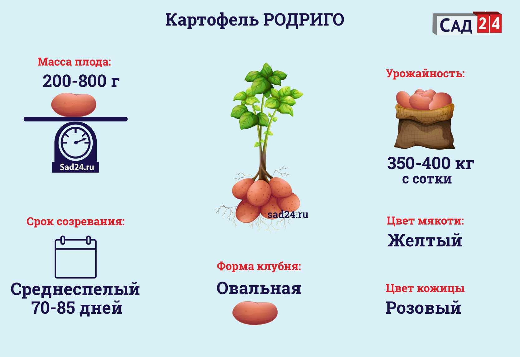 Картофель ласунок