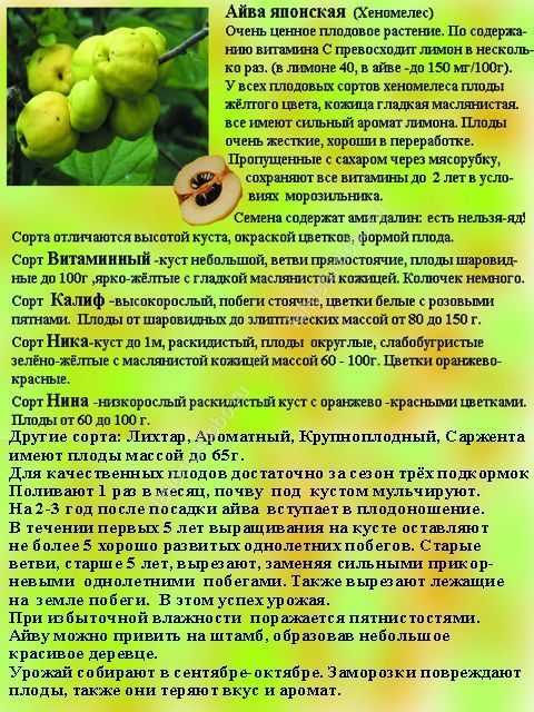 Айва японская – что это за растение, как его выращивать, уход + полезные свойства