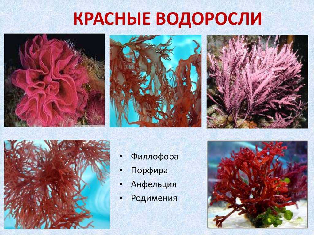 Как действуют съедобные водоросли и есть ли от них доказанная польза | кронколит