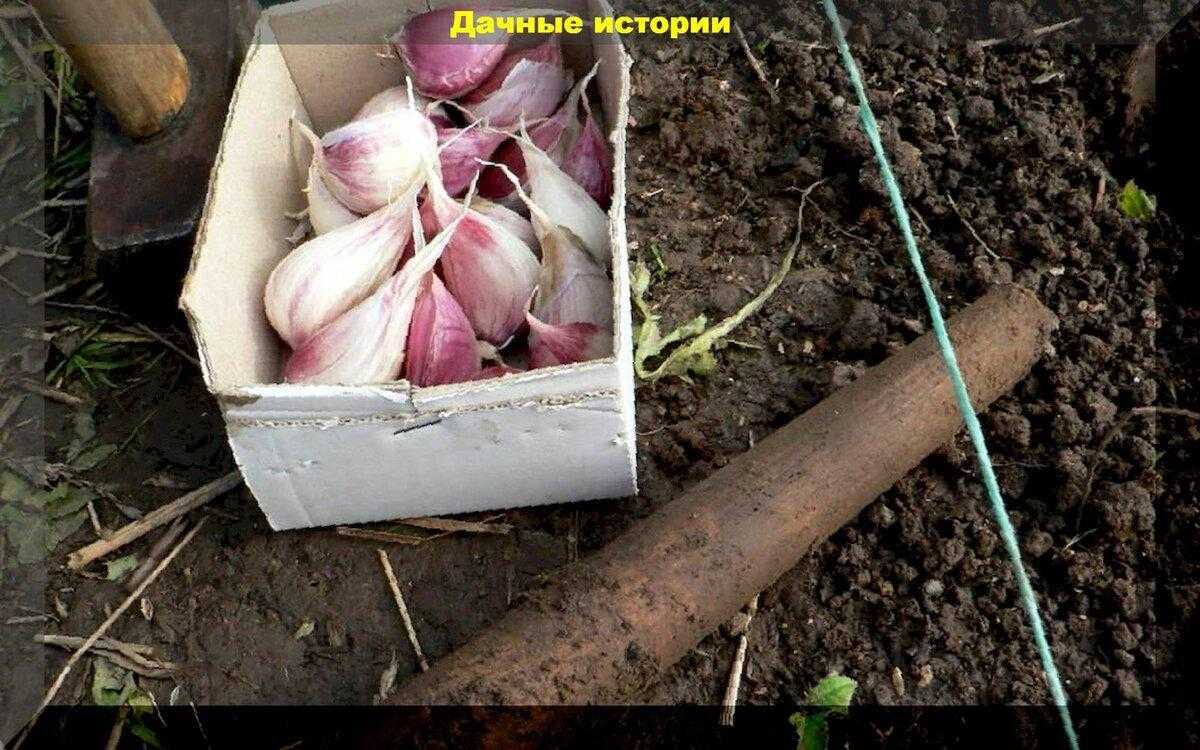 Как вырастить очень крупный чеснок