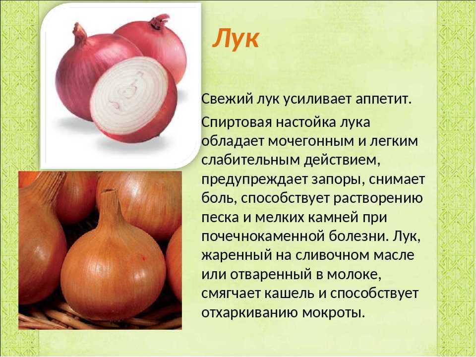 Польза репчатого лука: организма, свойства, вред, мужчин, женщин, человека, состав, есть