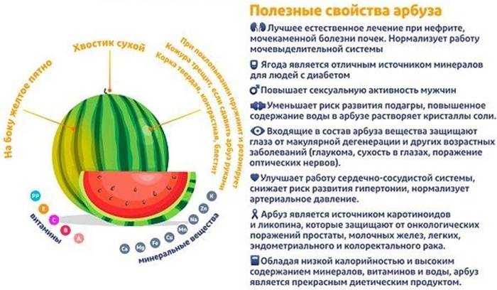 Арбуз обыкновенный – полезные свойства и противопоказания