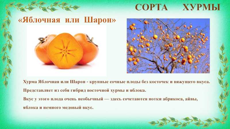 Хурма и королёк в чём разница, польза фрукта для организма, состав