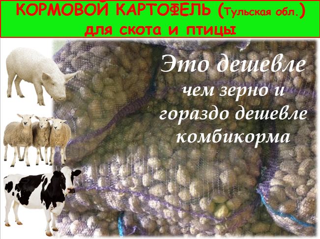 Что представляют собой кормовые виды картофеля, как их отличить от столовых и какие полезные для скота вещества там есть Ознакомьтесь с описанием и фото сортов такой картошки и сроками их созревания Рассказано, сколько в них единиц питательности